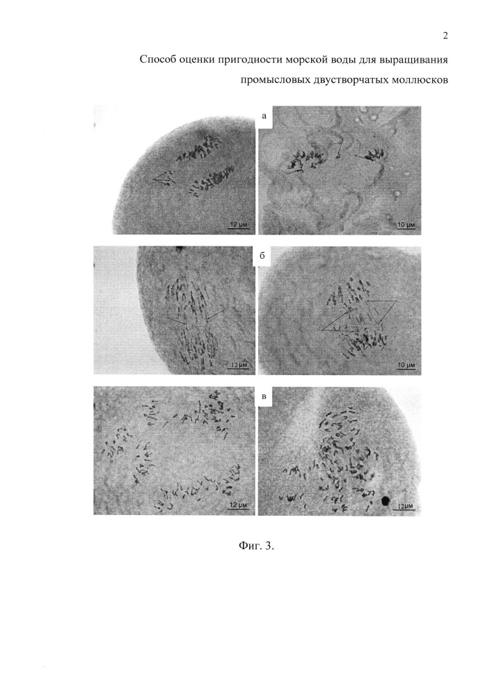 Способ оценки пригодности морской воды для выращивания промысловых двустворчатых моллюсков (патент 2652271)