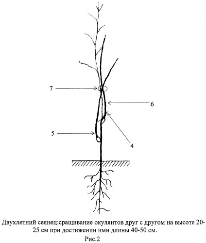 Способ выращивания плодовых саженцев с промежуточной вставкой (патент 2444890)