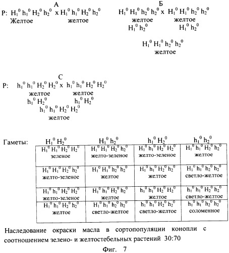 Способ определения генетической структуры популяции конопли (патент 2324337)