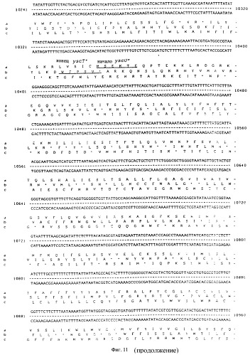Vgc2 днк salmonella typhimurium, мутантная бактерия, обладающая пониженной способностью к адаптации к условиям окружающей среды, и способ ее получения (патент 2370541)