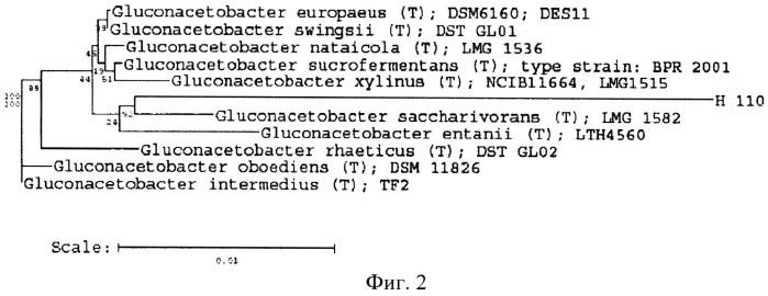 Штамм gluconacetobacter sucrofermentans -продуцент бактериальной целлюлозы (патент 2523606)