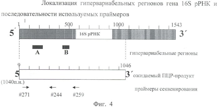 Способ идентификации микобактерий с помощью полимеразной цепной реакции (патент 2455364)