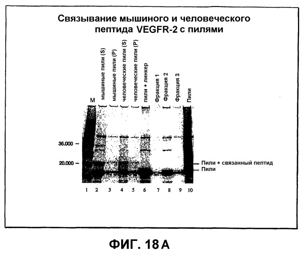 Композиция и способ для иммунизации, способ продуцирования неприродного, упорядоченного и повторяющегося массива антигенов и оболочечный белок (патент 2295973)