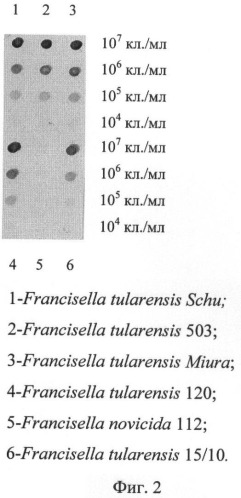 Штамм гибридных культивируемых клеток животных mus musculus 11d6-продуцент моноклональных антител, специфичных к липополисахаридам francisella tularensis (патент 2451078)