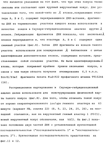 Vgc2 днк salmonella typhimurium, мутантная бактерия, обладающая пониженной способностью к адаптации к условиям окружающей среды, и способ ее получения (патент 2370541)