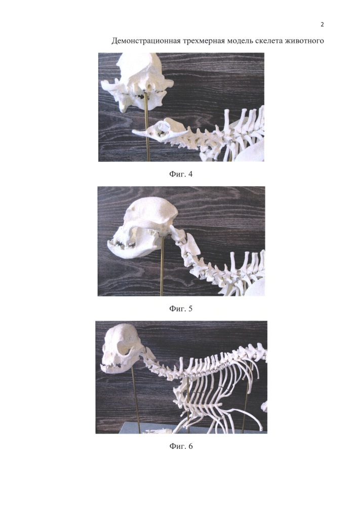 Демонстрационная трехмерная модель скелета животного (патент 2664966)