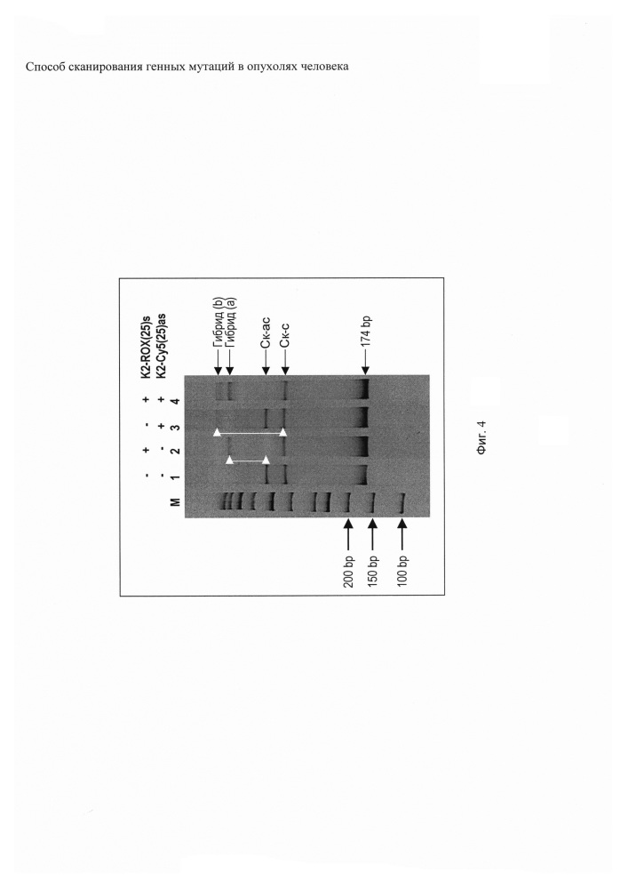 Способ сканирования генных мутаций в опухолях человека (патент 2650862)