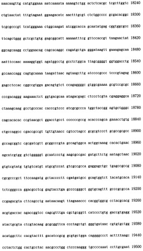 Конструирование рекомбинанта онколитического аденовируса, специфически экспрессирующего иммуномодуляторный фактор gm-csf в опухолевых клетках, и его применение (патент 2361611)