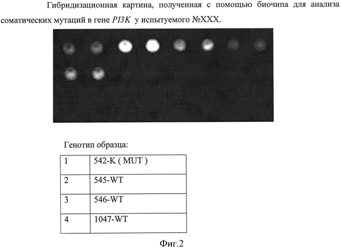 Способ анализа соматических мутаций в гене pi3k с использованием lna-блокирующей мультиплексной пцр и последующей гибридизацией с олигонуклеотидным биологическим микрочипом (биочипом) (патент 2549682)