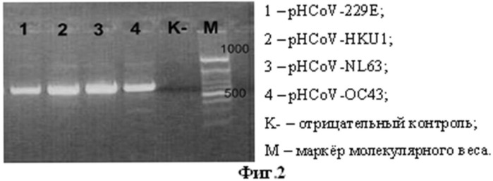 Набор олигодезоксирибонуклеотидных праймеров и флуоресцентно меченых зондов для идентификации рнк коронавирусов видов 229е, nl63, ос43, hku1 методом гибридизационно-флуоресцентной обратно-транскриптазной полимеразной цепной реакции (патент 2473702)