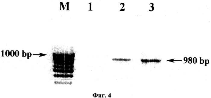 Набор праймеров для амплификации полной нуклеотидной ср-гена potato virus y методом от-пцр (патент 2562106)