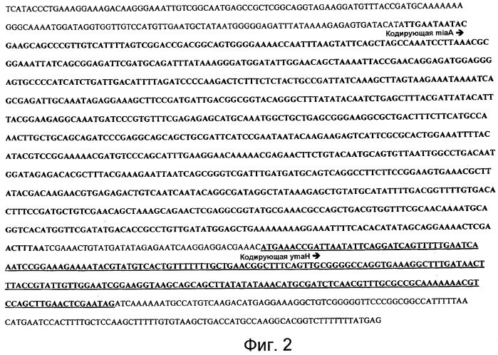 Улучшенная продукция белка в bacillus (патент 2515112)