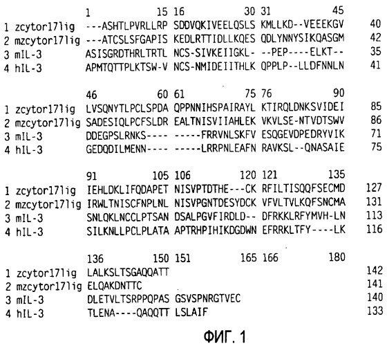 Новый лиганд рецептора цитокина zcytor17 (патент 2490276)