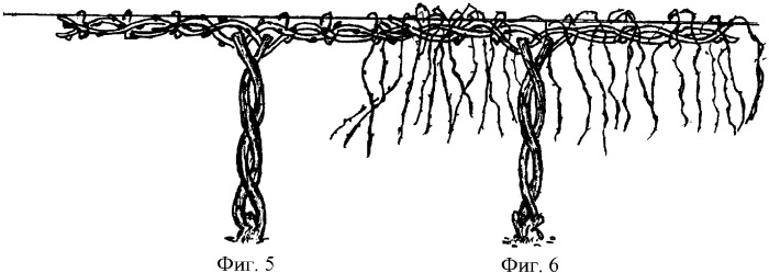 Способ обрезки и формирования виноградных кустов (патент 2335887)