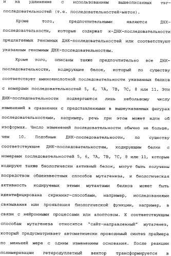 Ее3-семейство белков и соответствующие днк-последовательности (патент 2333918)