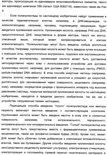 Полинуклеотидная последовательность, кодирующая полипептид вируса папилломы человека, ее применение, а также содержащие ее вектор и фармацевтическая композиция (патент 2354701)