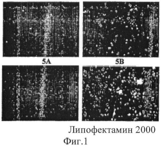 Биодеградируемые катионные полимеры (патент 2440380)