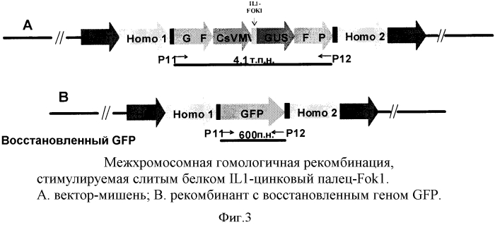 Опосредованная наночастицами доставка сиквенс-специфичных нуклеаз (патент 2556376)