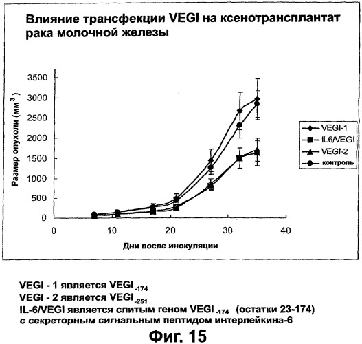 Новые изоформы ингибитора роста васкулярных эндотелиальных клеток (патент 2316591)