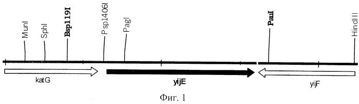 Способ получения инозина и 5&#39;-инозиновой кислоты, штамм escherichia coli - продуцент инозина (патент 2244003)