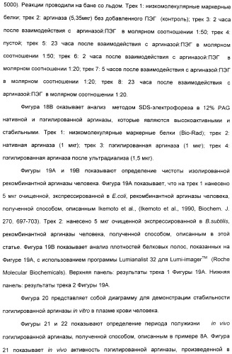 Фармацевтический препарат и способ лечения злокачественных опухолей у человека с помощью аргининовой депривации (патент 2335539)