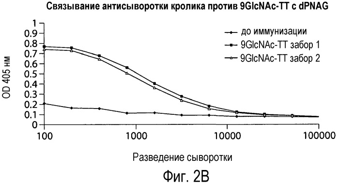 Способы и композиции, относящиеся к синтетическим бета-1,6-глюкозаминолигосахаридам (патент 2532911)