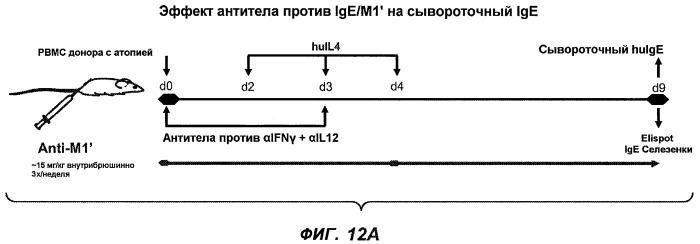 Апоптотические антитела против ige (патент 2500686)