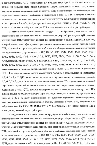 Новые растения кукурузы (патент 2423528)