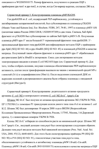 Бактерия семейства enterobacteriaceae - продуцент l-аспарагиновой кислоты или метаболитов, производных l-аспарагиновой кислоты, и способ получения l-аспарагиновой кислоты или метаблитов, производных l-аспарагиновой кислоты (патент 2472853)