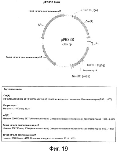 Плазмида без устойчивости к антибиотику (патент 2548809)