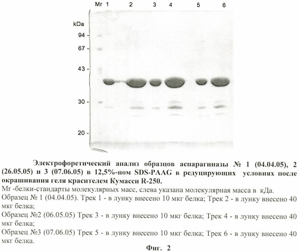 Способ получения субстанции рекомбинантной l-аспарагиназы erwinia carotovora (патент 2441914)