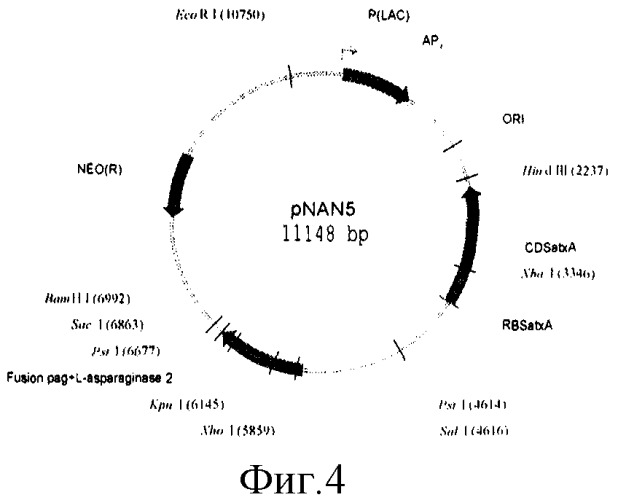 Плазмида pnan5, определяющая синтез l-аспарагиназы еса2, штамм bacillus cereus 1576-pnan5 - промышленный штамм-продуцент рекомбинантной l-аспарагиназы еса2 и способ ее получения (патент 2313575)