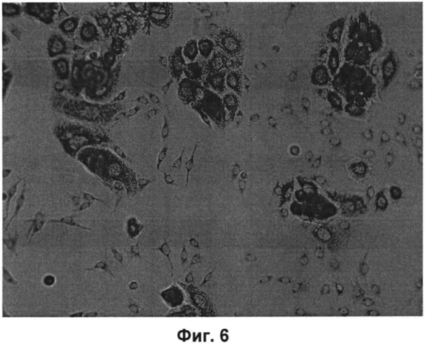 Матрица для культивирования клеток (патент 2571215)