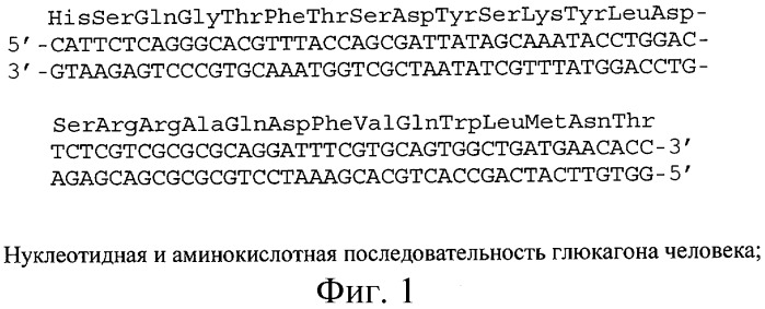 Способ получения генно-инженерного глюкагона человека, рекомбинантная плазмидная днк per-gl, кодирующая гибридный белок, способный к автокаталитическому расщеплению с образованием глюкагона человека, и штамм escherichia coli er-2566/per-gl - продуцент указанного белка (патент 2302465)