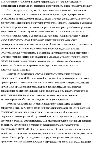 Способ избирательного получения растений с мужской или женской стерильностью (патент 2320722)