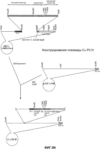 Желудочно-кишечный пролиферативный фактор и его применения (патент 2343158)