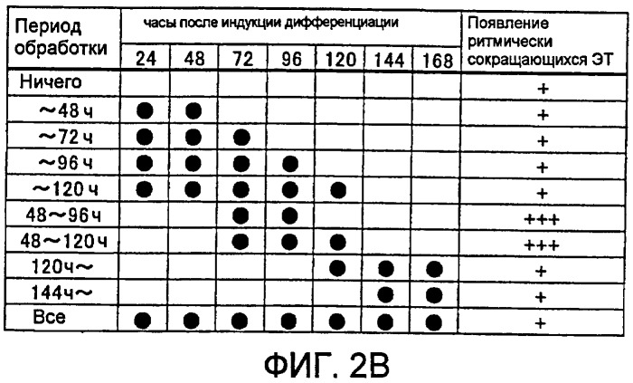 Способ индукции дифференциации плюрипотентных стволовых клеток в кардиомиоциты (патент 2433174)