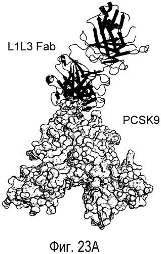 Антагонисты pcsk9 (патент 2528735)