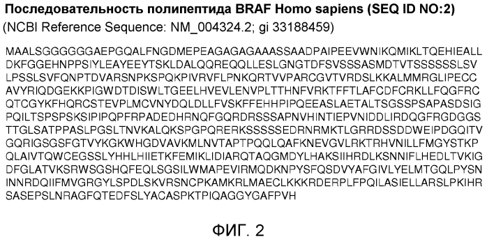 Мутации braf, обеспечивающие резистентность к ингибиторам braf (патент 2571930)