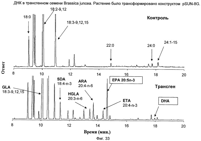 Способ получения полиненасыщенных кислот жирного ряда в трансгенных организмах (патент 2447147)