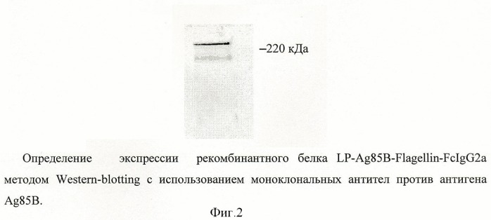 Способ получения рекомбинантной вакцины (патент 2444570)