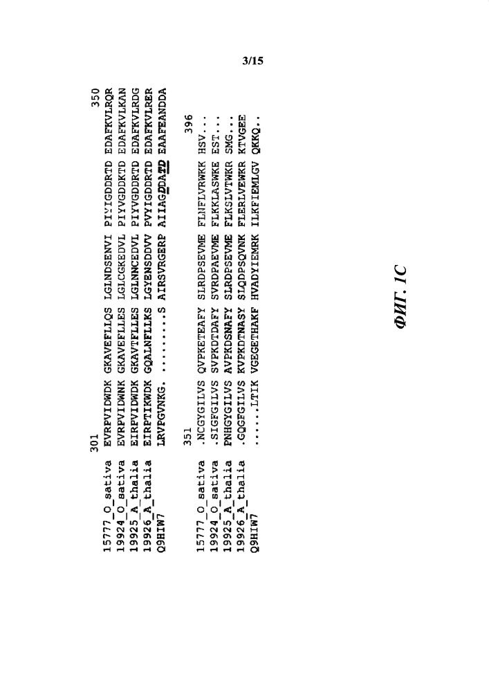 Способы увеличения урожая и стрессоустойчивости у растения (патент 2632569)