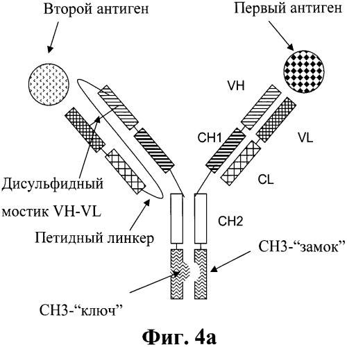 Биспецифические антитела (патент 2573588)