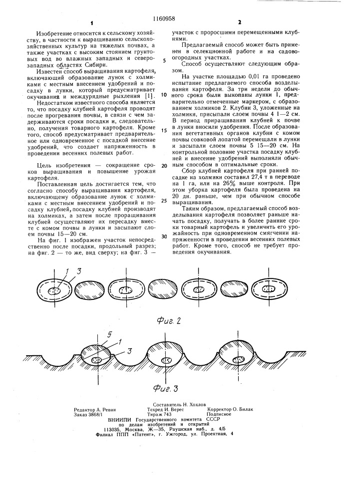 Способ выращивания картофеля (патент 1160958)