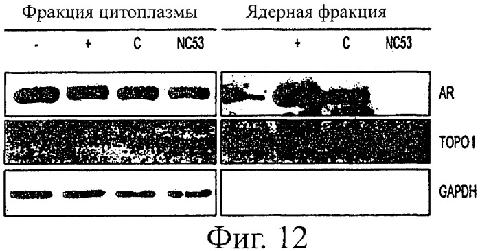 Диарилтиогидантоиновые соединения (патент 2449993)