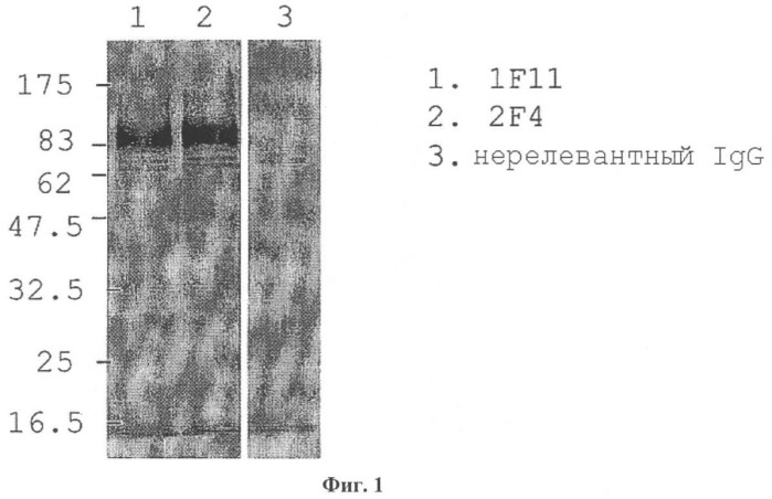 Антитела, нейтрализующие цитомегаловирус человека, и их применение (патент 2469045)