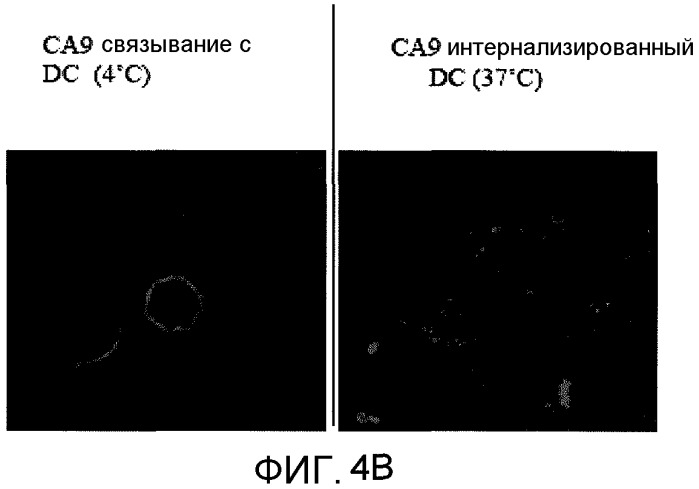 Композиции и способы применения белка са9 для стимуляции иммунного ответа (патент 2497543)