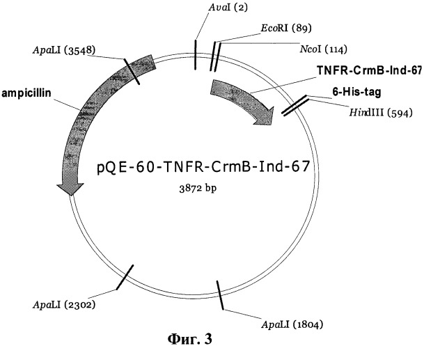 Рекомбинантные плазмидные днк pqe-60-tnfr-crmb-ind-67 и pfastbac1-g2r-dsecret, содержащие фрагмент генома вируса натуральной оспы, кодирующий фактор некроза опухолей связывающий домен белка crmb и штамм бакуловируса bv/g2r-dsecret, продуцирующий секретируемый фно-связывающий белок crmb вируса натуральной оспы с делетированным secret-доменом (патент 2471869)