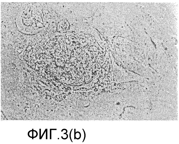 Выделение внутренней клеточной массы для создания линий эмбриональных стволовых клеток человека (hesc) (патент 2291703)