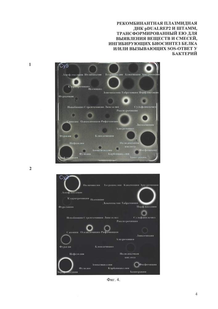 Рекомбинантная плазмидная днк pdualrep2 и штамм, трансформированный ею для выявления веществ и смесей, ингибирующих биосинтез белка и/или вызывающих sos-ответ у бактерий (патент 2620074)